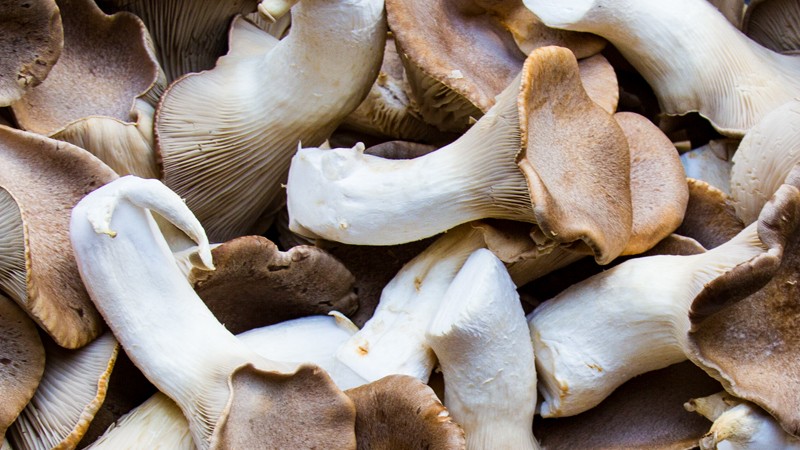 Natural Funghi